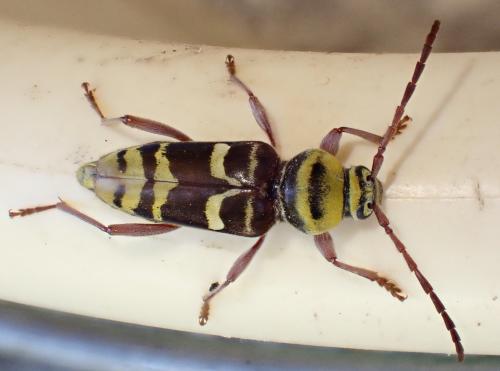 Plagionotus detritus